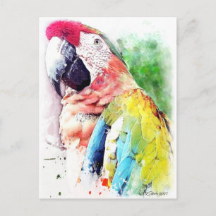 Carte Postale Macaw
