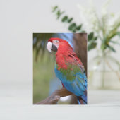 Carte Postale Macaw à ailes vertes (Debout devant)