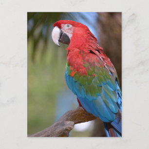 Carte Postale Macaw à ailes vertes