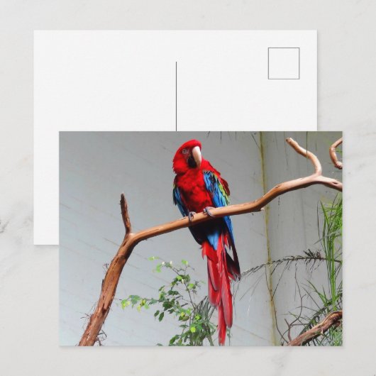 Carte postale Macaw à ailes vertes #2 (Devant / Derrière)