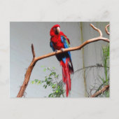 Carte postale Macaw à ailes vertes #2 (Devant)