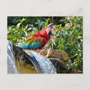 Carte Postale Macaw à ailes vertes à côté d'une cascade