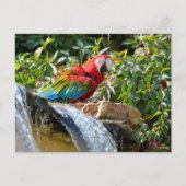 Carte Postale Macaw à ailes vertes à côté d'une cascade (Devant)