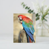 Carte Postale Macaw à ailes vertes sur perche (Debout devant)