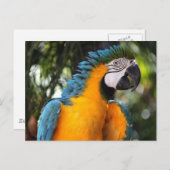 Carte Postale Macaw bleu et jaune (Devant / Derrière)