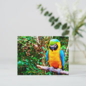 Carte postale Macaw bleu et jaune (Debout devant)