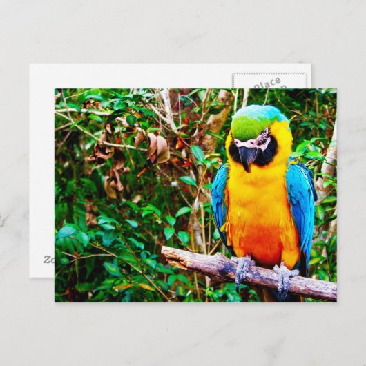 Carte postale Macaw bleu et jaune (Devant / Derrière)
