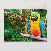 Carte postale Macaw bleu et jaune (Devant)