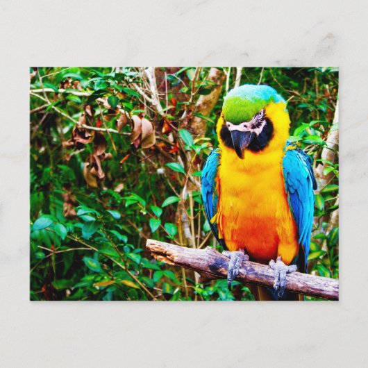 Carte postale Macaw bleu et jaune (Devant)