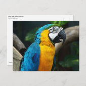 Carte Postale Macaw bleu et jaune (Ara ararauna) (Devant / Derrière)