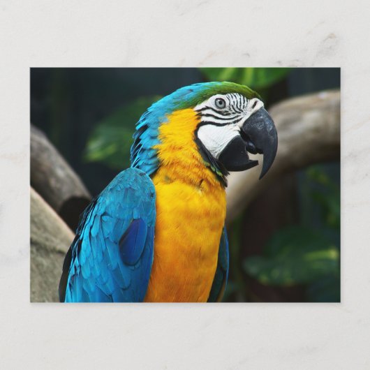 Carte Postale Macaw bleu et jaune (Ara ararauna) (Devant)