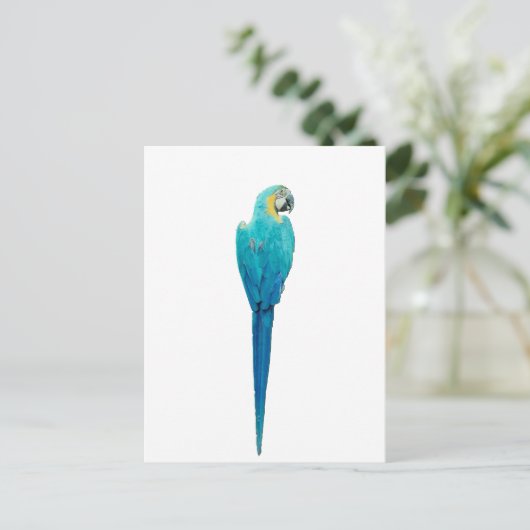 Carte Postale Macaw bleu et jaune de Junglewalk.com (Debout devant)