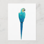 Carte Postale Macaw bleu et jaune de Junglewalk.com (Devant)