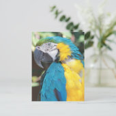 Carte postale Macaw bleu et or (Debout devant)