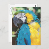 Carte postale Macaw bleu et or (Devant / Derrière)