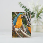 Carte Postale Macaw Bleu Et Or (Debout devant)