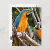 Carte Postale Macaw Bleu Et Or (Devant / Derrière)