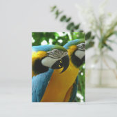 Carte postale Macaw bleu et or (Debout devant)