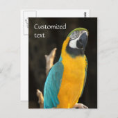 Carte Postale Macaw bleu et or (Devant / Derrière)