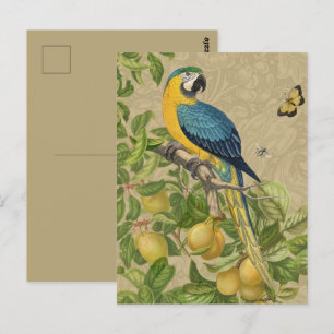 Carte Postale Macaw Blue Jaune Tropical Jungle Antique