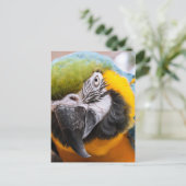 Carte postale Macaw Close-Up (Debout devant)