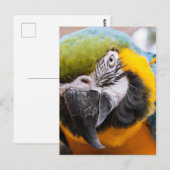 Carte postale Macaw Close-Up (Devant / Derrière)