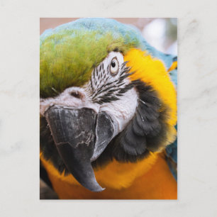 Carte postale Macaw Close-Up