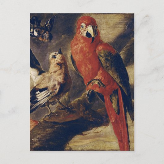 Carte Postale Macaw et Bullfinch (Devant)