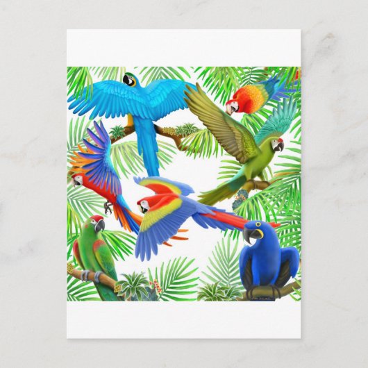 Carte postale Macaw Jungle (Devant)