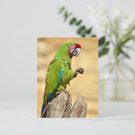 Carte Postale Macaw militaire perché (Debout devant)