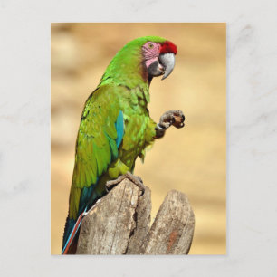 Carte Postale Macaw militaire perché