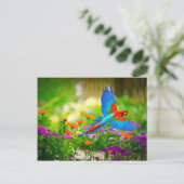 Carte Postale Macaw Parrot (Debout devant)