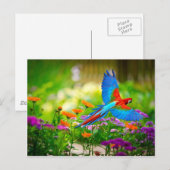 Carte Postale Macaw Parrot (Devant / Derrière)