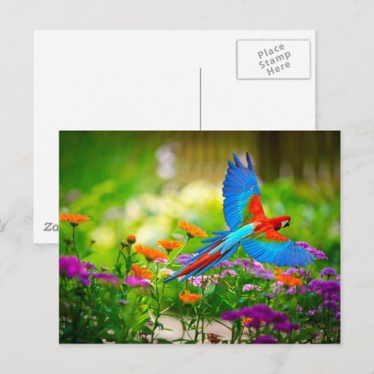 Carte Postale Macaw Parrot (Devant / Derrière)