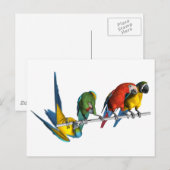 Carte Postale Macaw Parrot (Devant / Derrière)