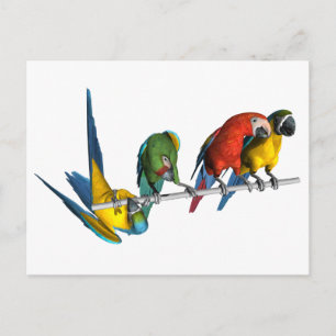 Carte Postale Macaw Parrot
