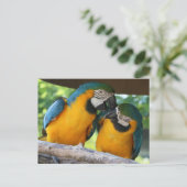 Carte Postale Macaw Parrots (Debout devant)