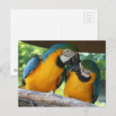 Carte Postale Macaw Parrots (Devant / Derrière)