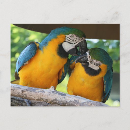 Carte Postale Macaw Parrots (Devant)