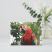Carte Postale macaw rojo (Debout devant)