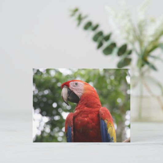 Carte Postale macaw rojo (Debout devant)