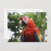 Carte Postale macaw rojo (Devant / Derrière)