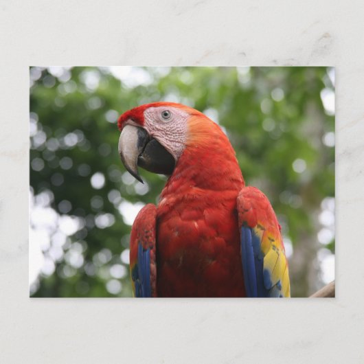 Carte Postale macaw rojo (Devant)