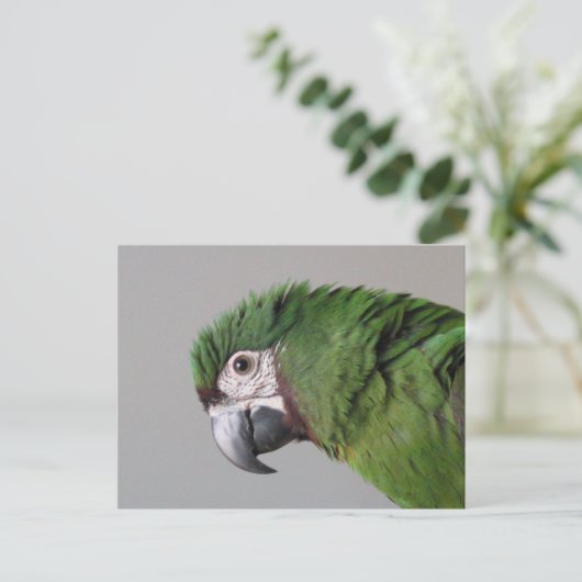 Carte postale Macaw sévère (Debout devant)