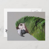 Carte postale Macaw sévère (Devant / Derrière)