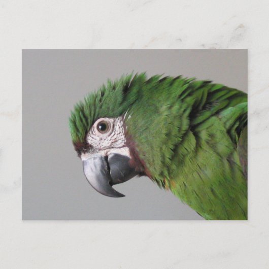 Carte postale Macaw sévère (Devant)