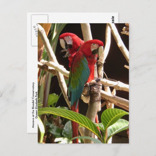 Carte Postale Macaws (Devant / Derrière)