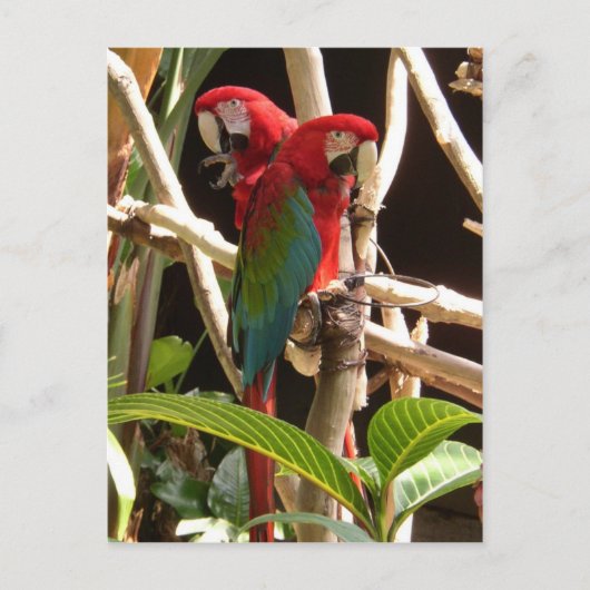 Carte Postale Macaws (Devant)