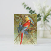 Carte Postale Macaws (Debout devant)