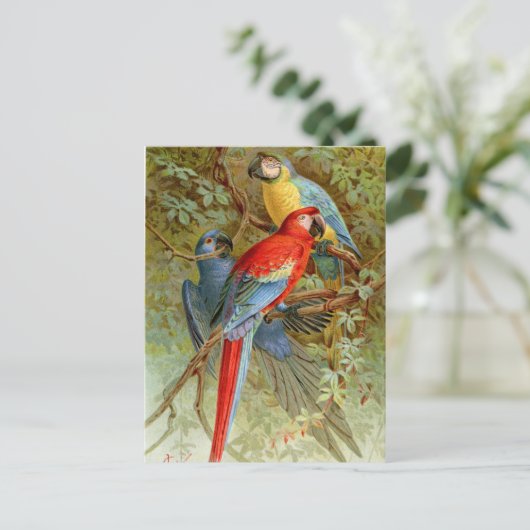 Carte Postale Macaws (Debout devant)